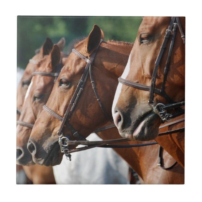 Den Equine hästshowen belägger med tegel Kakelplatta (Framsidan)