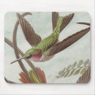 Den Ernst Haeckel Hummingbirdmusen vadderar Musmatta