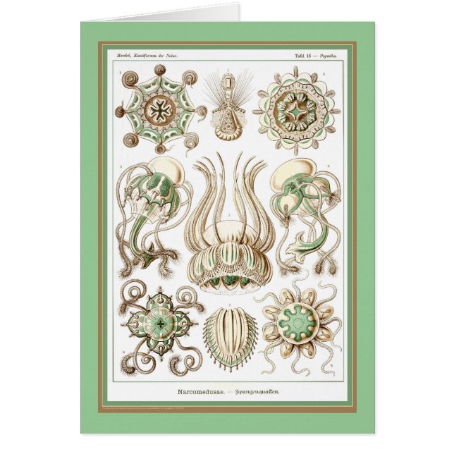 Den Ernst Haeckel - Kuntsformen dernaturen - Tafel Hälsningskort (Framsidan)