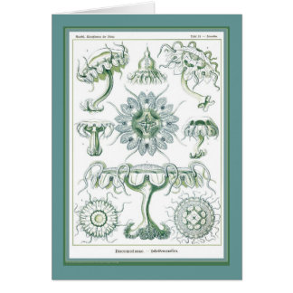 Den Ernst Haeckel - Kuntsformen dernaturen - Tafel Hälsningskort