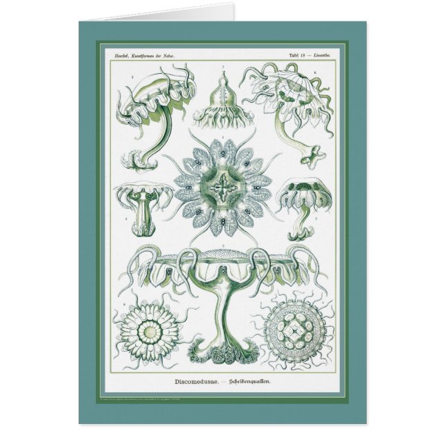 Den Ernst Haeckel - Kuntsformen dernaturen - Tafel Hälsningskort (Framsidan)