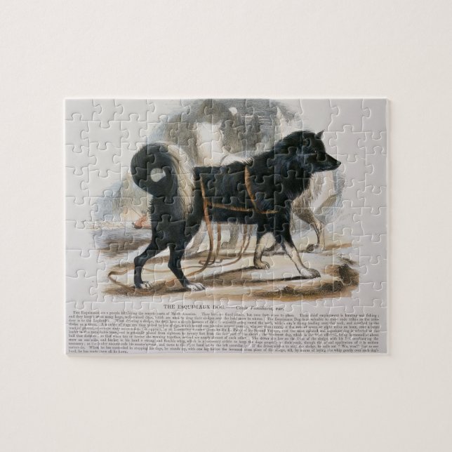 Den Esquimaux hunden (Canisfamiliaris) bilda I Pussel (Horisontell)