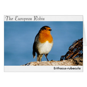 Den europeiska Robin Hälsningskort