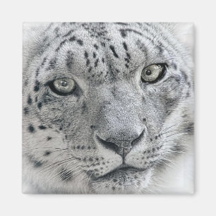 Den exotiska vitsnöleoparden fotograferar magnet
