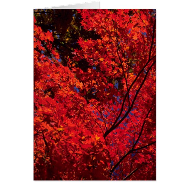 Den färgrika hösten landskap hälsningskort (Framsidan)