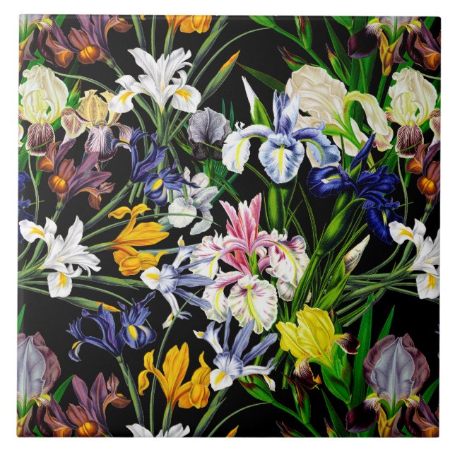 Den färgrika Victorianirisen blommar på svart Kakelplatta (Framsidan)
