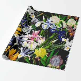 Den färgrika Victorianirisen blommar på svart Presentpapper