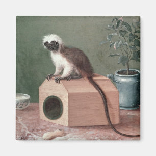 Den favorit- apan av Carl Linnaeus Magnet
