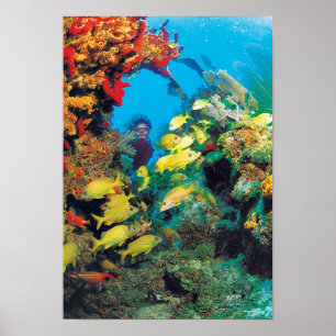 Den Florida reven i de Florida nycklarna Poster