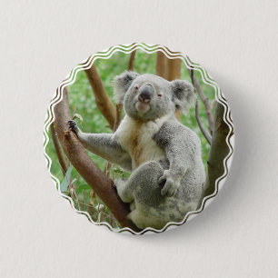 Den fluffiga koalaen knäppas knapp