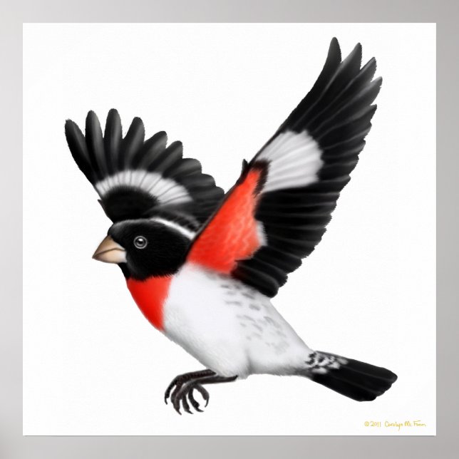 Den flygande Ro-braserade Grosbeak-Poster Poster (Framsidan)