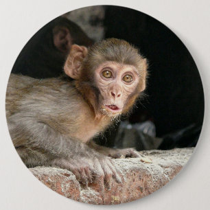 Den förskräckt apan med stora ögon knäppas knapp