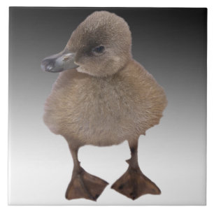 Den förtjusande gråa ducklingen fotograferar kakelplatta