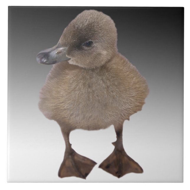 Den förtjusande gråa ducklingen fotograferar kakelplatta (Framsidan)