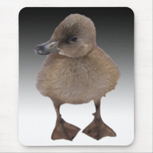 Den förtjusande gråa ducklingen fotograferar musmatta