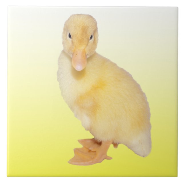 Den förtjusande gula ducklingen fotograferar kakelplatta (Framsidan)
