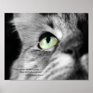 Den fotogena katten poster