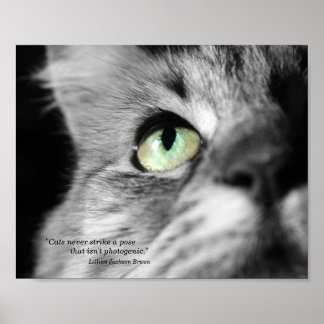 Den fotogena katten poster