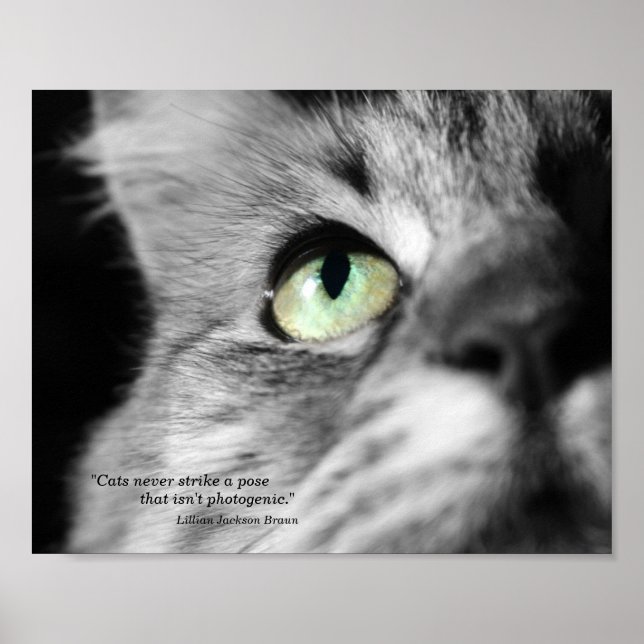 Den fotogena katten poster (Framsidan)