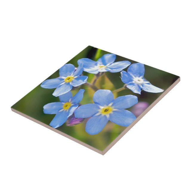 Den fridsamma blommigten glömmer mig inte kakelplatta (Sidan)