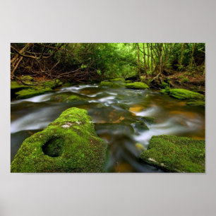 Den frodiga regnskogen strömmer poster