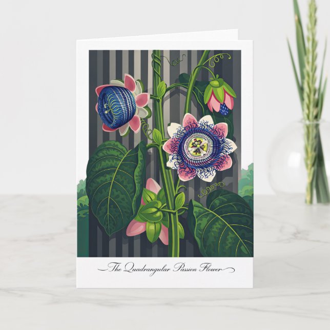 Den fyrkantiga passionsblomman Modern botanisk ill Kort (Framsida)