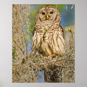 Den gallerförsedda ugglan (Strixvaria) perched i Poster