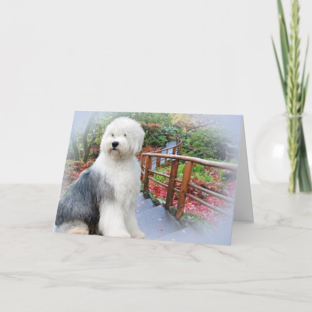 Den gamla engelska Sheepdog-Våren Kort (Framsida)