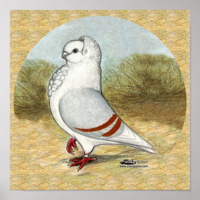 Den gamla tyska Uggla-duvan i rundan Poster (Framsidan)