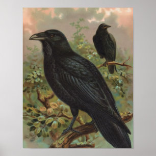 Den gemensamma Vintagen Raven Bird Illustration Poster