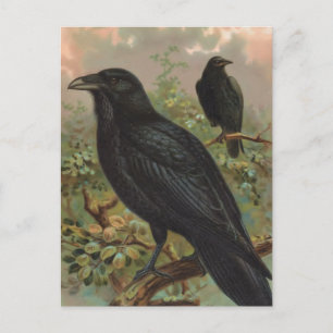 Den gemensamma Vintagen Raven Bird Illustration Vykort