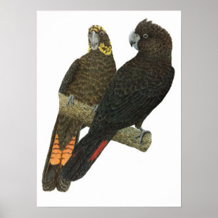 Den glansiga svart kakaduan parar poster