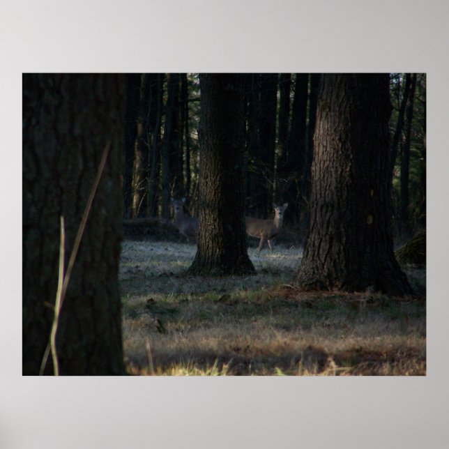 Den Gömt Hjorten Poster (Framsidan)