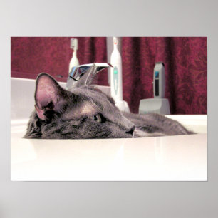 Den gråa katten sjunker in poster
