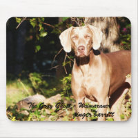 Den gråa spöken - Weimaraner, ingefära…