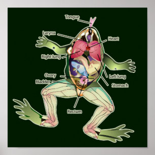 Den grafiska groda anatomimörken poster