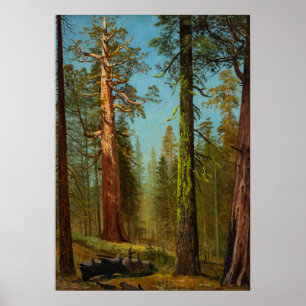 Den Grizzly Giant Sequoia, Berömd Målning Poster