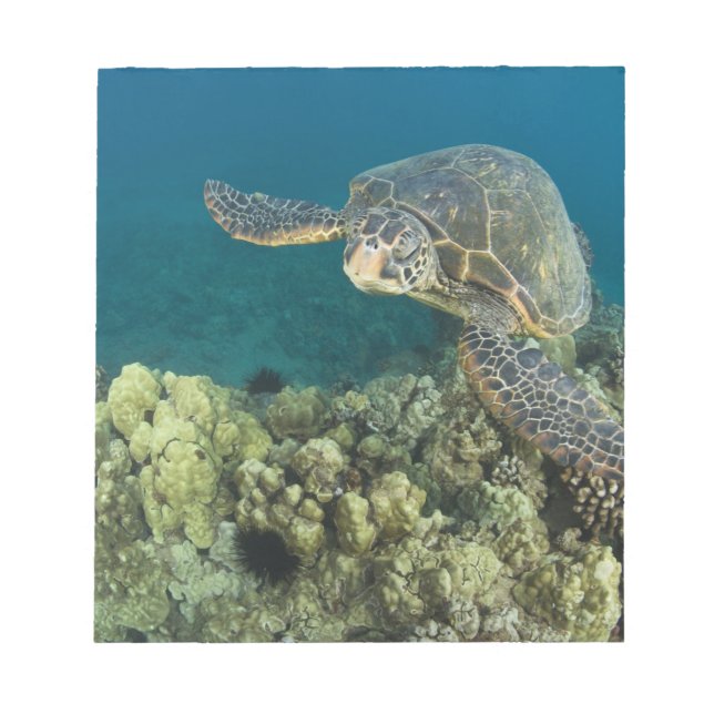 Den gröna havssköldpaddan, (Chelonia mydas), är de Anteckningsblock (Framsida)