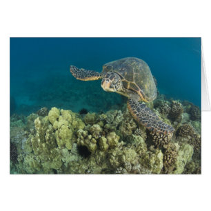 Den gröna havssköldpaddan, (Chelonia mydas), är de Hälsningskort