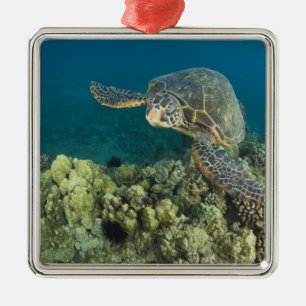 Den gröna havssköldpaddan, (Chelonia mydas), är de Julgransprydnad Metall
