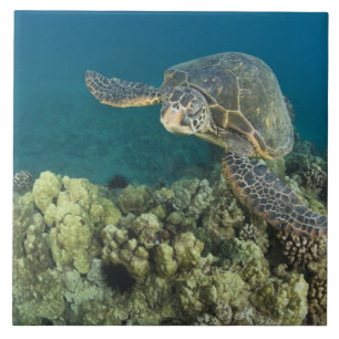 Den gröna havssköldpaddan, (Chelonia mydas), är de Kakelplatta
