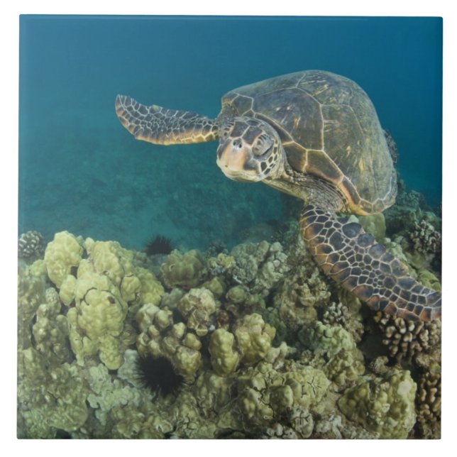 Den gröna havssköldpaddan, (Chelonia mydas), är de Kakelplatta (Framsidan)