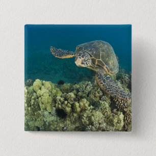 Den gröna havssköldpaddan, (Chelonia mydas), är de Knapp