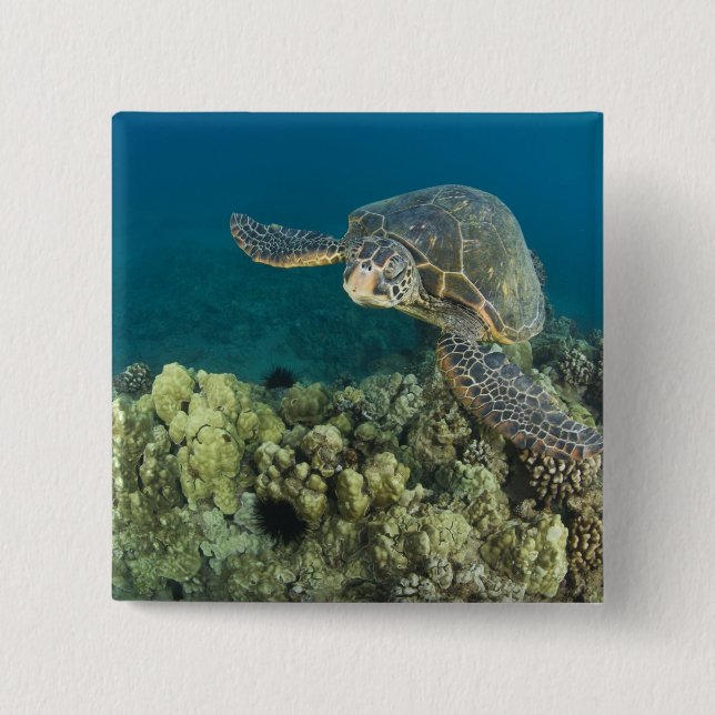 Den gröna havssköldpaddan, (Chelonia mydas), är de Knapp (Framsida)