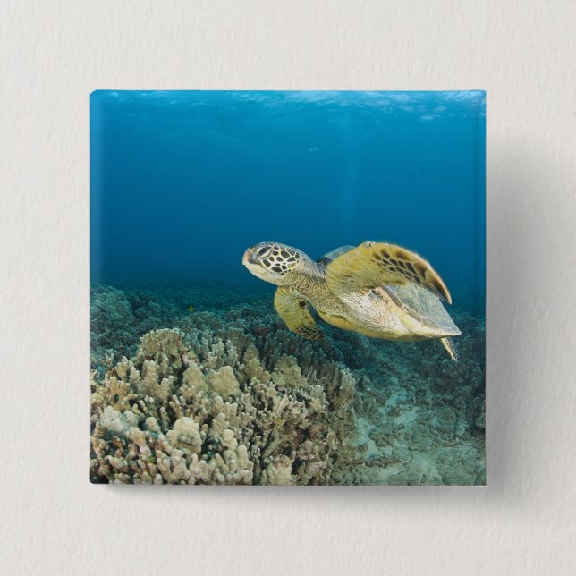 Den gröna havssköldpaddan, (Chelonia mydas), är de Knapp (Framsida)