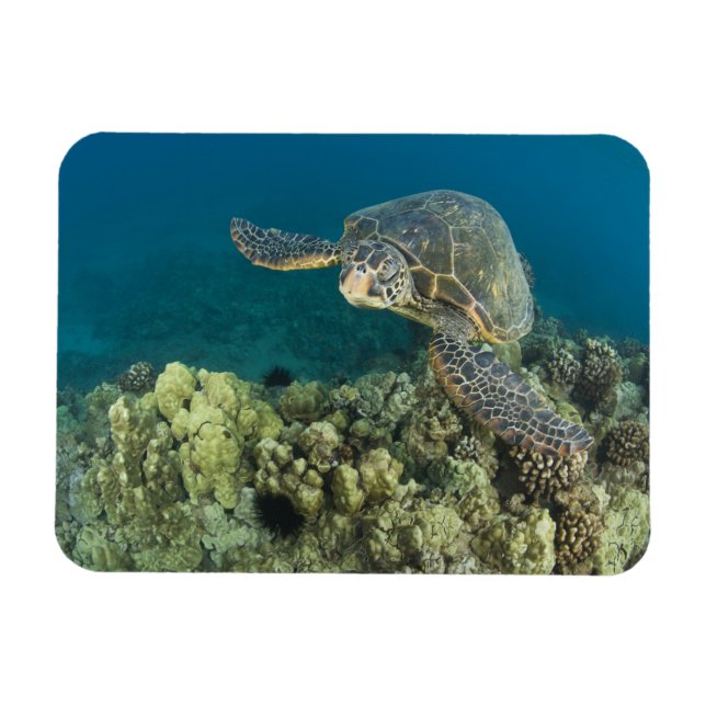 Den gröna havssköldpaddan, (Chelonia mydas), är de Magnet (Horisontell)