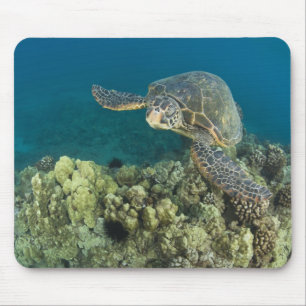 Den gröna havssköldpaddan, (Chelonia mydas), är de Musmatta