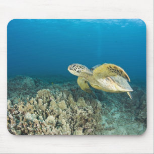 Den gröna havssköldpaddan, (Chelonia mydas), är de Musmatta
