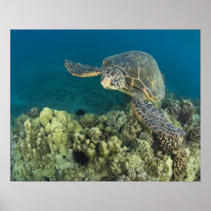 Den gröna havssköldpaddan, (Chelonia mydas), är de Poster