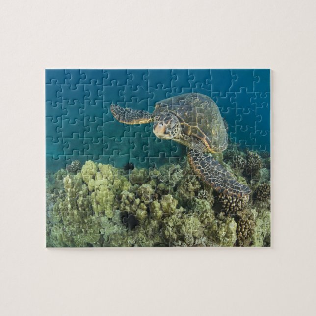 Den gröna havssköldpaddan, (Chelonia mydas), är de Pussel (Horisontell)